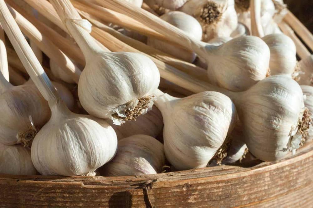 Why Grandmothers Swear by Garlic, Cinnamon & Oregano Tea — garlic cinnamon oregano infusion