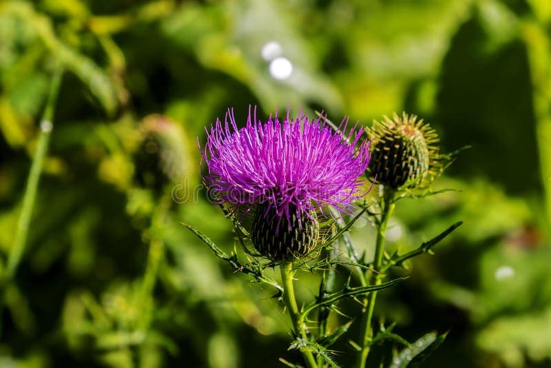 Unlocking the Wild Wellness Benefits of Bull Thistle Flower Heads — bull thistle flower head uses