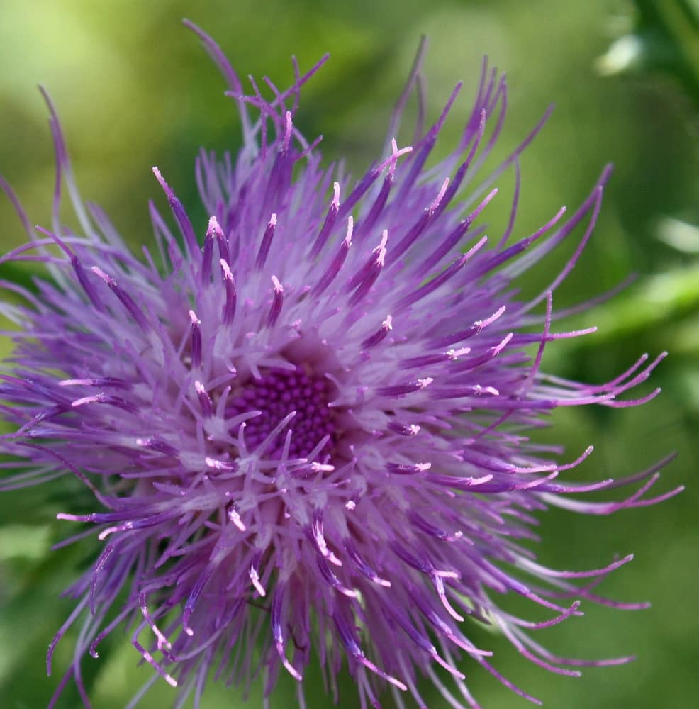 Unlocking the Wild Wellness Benefits of Bull Thistle Flower Heads — bull thistle flower head uses