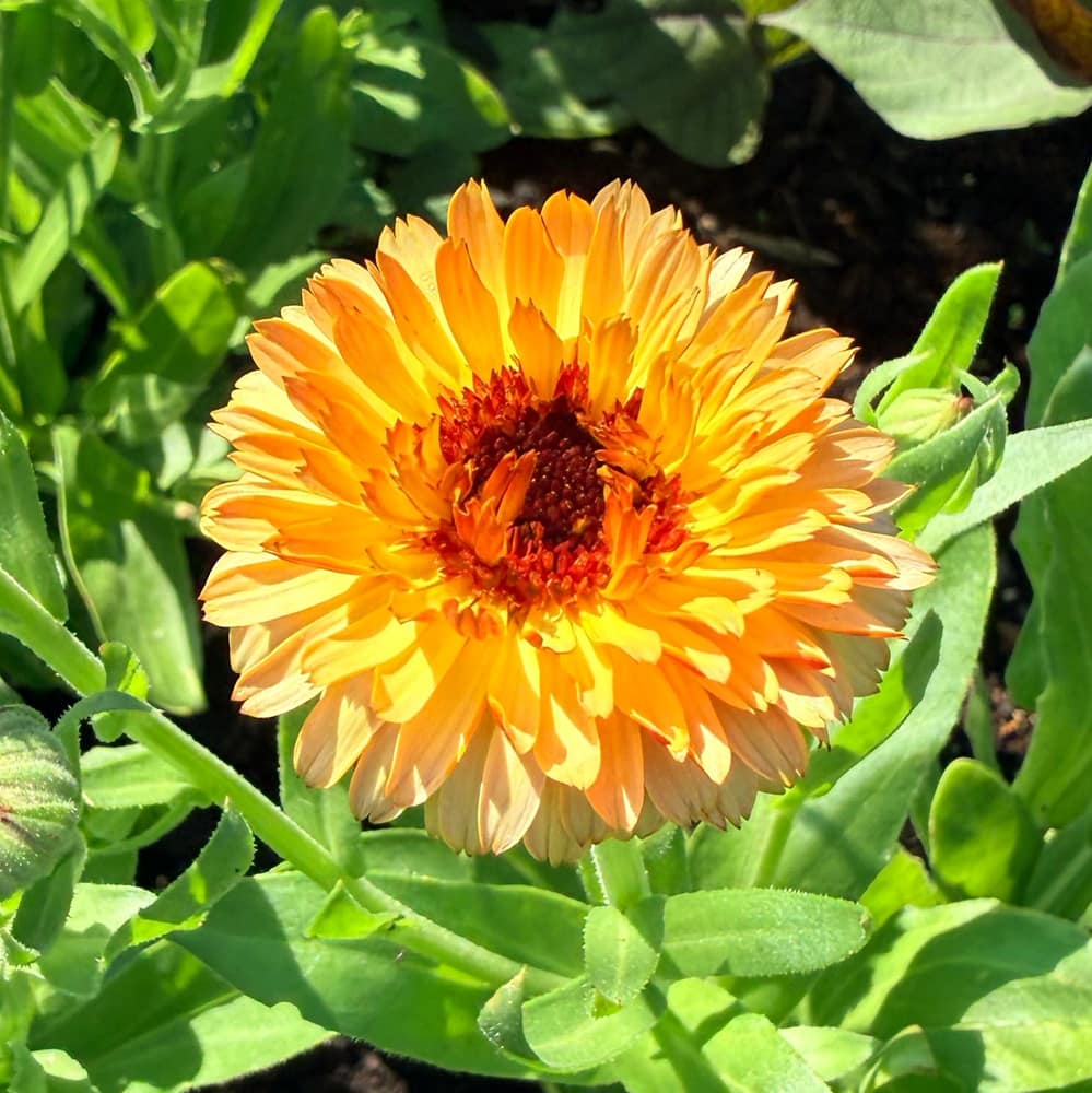 Calendula’s Gentle Touch: Simple Herbal Care for Radiant Skin — calendula flower benefits